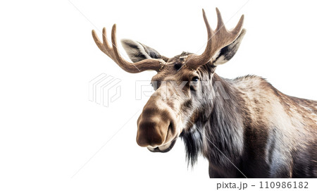 白背景のヘラジカ 110986182