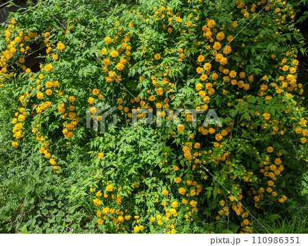 黄色い花 黄色い花 110986351