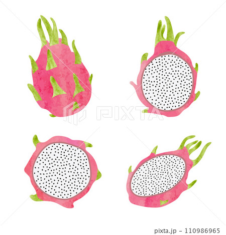 Dragon fruit vector set. Watercolor illustration 110986965