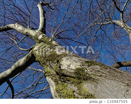 バラ科の落葉高木アズキナシの樹幹 バラ科の落葉高木アズキナシの樹幹 110987505