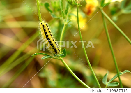A moth butterfly caterpillar crawls through the grass. A moth butterfly caterpillar crawls through the grass. 110987515