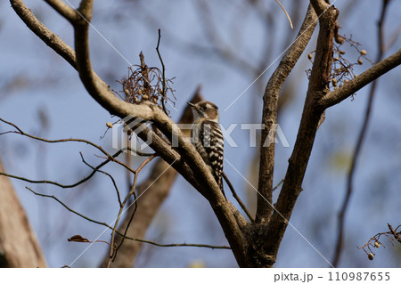 ヤマハゼの実を採食するキツツキ科コゲラ 110987655