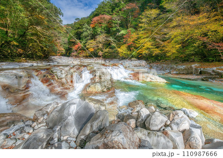 面河渓の紅葉 面河渓の紅葉 110987666