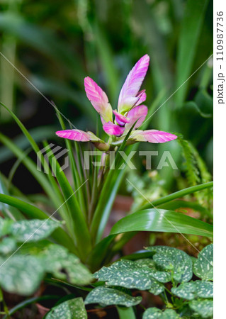 Evergreen, perennial flowering plant Tillandsia with pink petals and green leaves. Floriculture. Growing exotic plants in greenhouse or garden as hobby. Evergreen, perennial flowering plant Tillandsia with pink petals and green leaves. Floriculture. Growing exotic plants in greenhouse or garden as hobby. 110987736