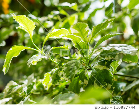 Foliage of Duranta erecta or golden dewdrop, pigeon berry, and skyflower. Sunlight on leaves of flowering shrub. Floriculture. Growing plants and trees in greenhouse. 110987744