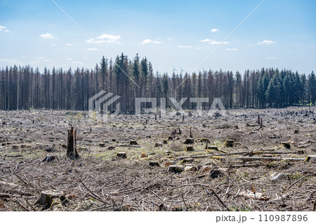 chopped Woodland dead forest pinetree plantation Germany replanted deciduous trees protected 110987896