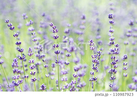 初夏に咲いたラベンダー 初夏に咲いたラベンダー 110987923