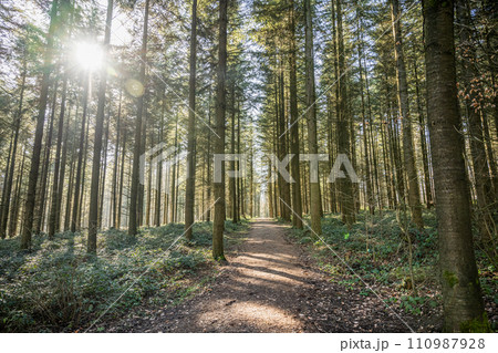 Green tree spooky mystical forest background, beautiful view fresh pines trees and floor in Germany Europe 110987928
