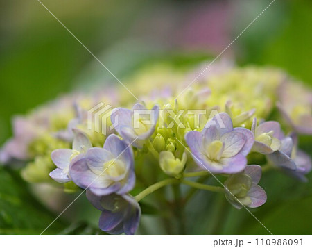 開花を始めたばかりの紫陽花の花とコピースペース 110988091