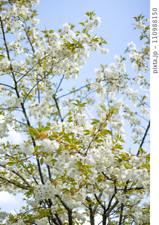 Close-up white cherry blossom sakura in spring time. Nature background. High quality photo. Sakura flower in full bloom in spring. Womans, mother day postcard Close-up white cherry blossom sakura in spring time. Nature background. High quality photo. Sakura flower in full bloom in spring. Womans, mother day postcard 110988150