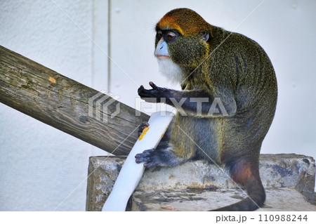 旭川市 旭山動物園のブラッザグエノン 旭川市 旭山動物園のブラッザグエノン 110988244