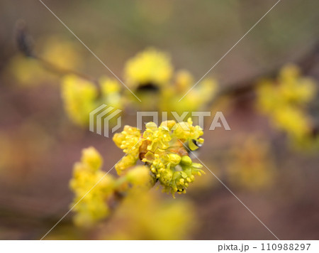 3月に咲いた春の訪れを告げる檀香梅(ダンコウバイ)の花 3月に咲いた春の訪れを告げる檀香梅(ダンコウバイ)の花 110988297