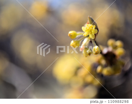 3月に咲いた春の訪れを告げる檀香梅（ダンコウバイ）の花 110988298
