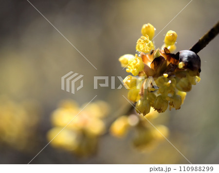3月に咲いた春の訪れを告げる檀香梅（ダンコウバイ）の花 110988299
