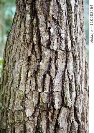 杉の樹皮 110988364