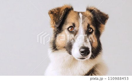 closeup image of cute dog, 16:9 widescreen wallpaper 110988453