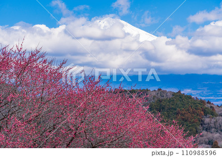 (静岡県)満開の紅梅越しに、雲間から顔を出した富士山 (静岡県)満開の紅梅越しに、雲間から顔を出した富士山 110988596