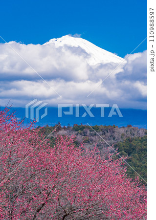 （静岡県）満開の紅梅越しに、雲間から顔を出した富士山 110988597