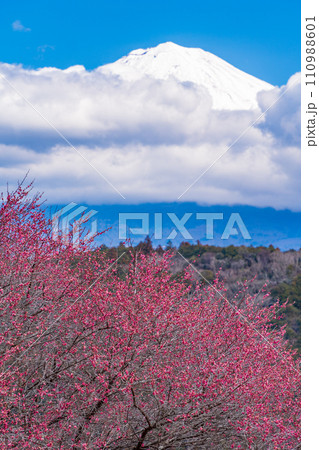 （静岡県）満開の紅梅越しに、雲間から顔を出した富士山 110988601