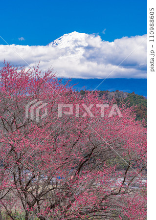 （静岡県）満開の紅梅越しに、雲間から顔を出した富士山 110988605