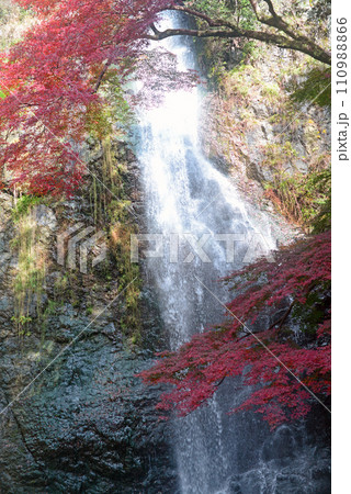 紅葉シーズンの箕面大滝-12 110988866