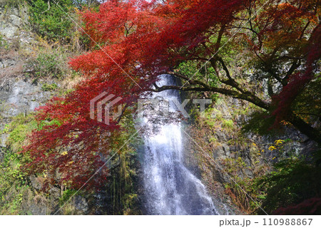 紅葉シーズンの箕面大滝-11 110988867