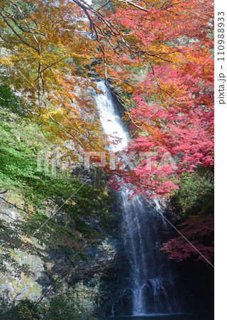 紅葉シーズンの箕面大滝-22 110988933