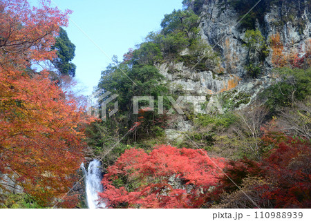 紅葉シーズンの箕面大滝-16 紅葉シーズンの箕面大滝-16 110988939