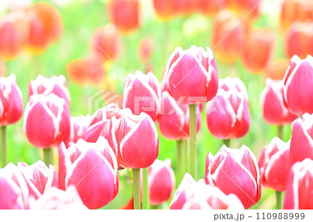 美しいチューリップの花 110988999