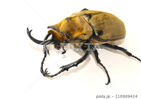 エレファスゾウカブトの白背景 エレファスゾウカブトの白背景 110989424