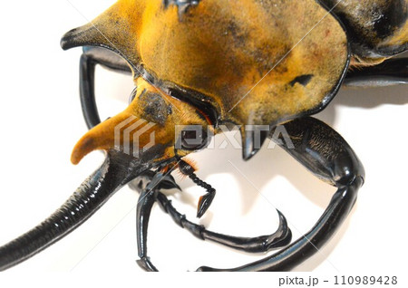 エレファスゾウカブトの白背景 エレファスゾウカブトの白背景 110989428