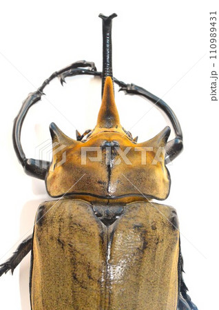 エレファスゾウカブトの白背景 エレファスゾウカブトの白背景 110989431