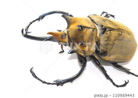 エレファスゾウカブトの白背景 110989443