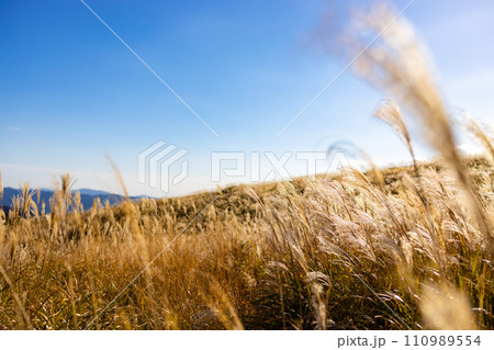 生石高原のススキと太陽 110989554
