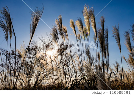 生石高原のススキと太陽 生石高原のススキと太陽 110989591