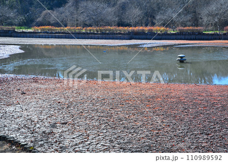 冬の水辺 掻い掘り 丸山公園の冬景色 上尾市 冬の水辺 掻い掘り 丸山公園の冬景色 上尾市 110989592