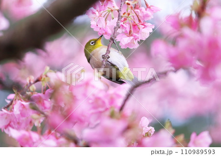 河津桜に来たメジロ 河津桜に来たメジロ 110989593
