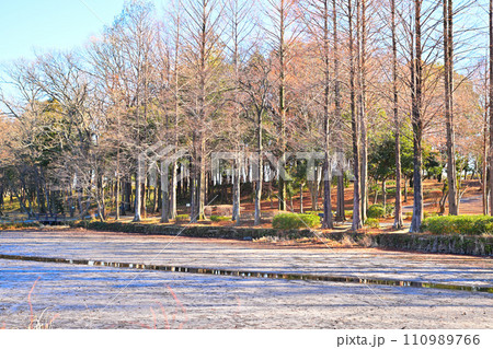 冬の水辺　掻い掘り　丸山公園の冬景色　上尾市　 110989766