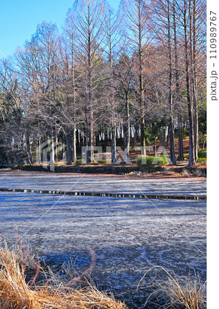 冬の水辺 掻い掘り 丸山公園の冬景色 上尾市 冬の水辺 掻い掘り 丸山公園の冬景色 上尾市 110989767
