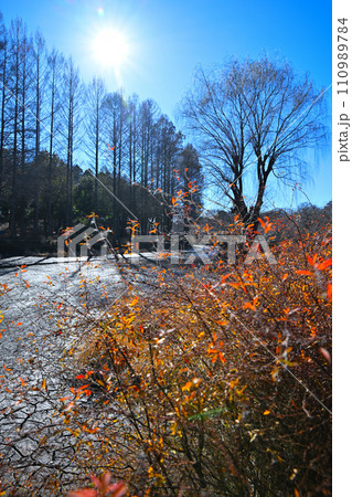 冬の水辺 掻い掘り 丸山公園の冬景色 上尾市 冬の水辺 掻い掘り 丸山公園の冬景色 上尾市 110989784