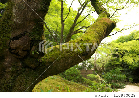 春の詩仙堂を訪れる 110990028