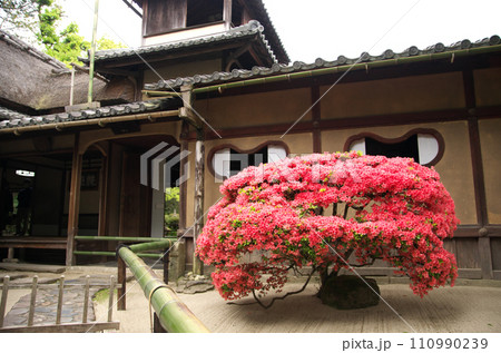 春の詩仙堂を訪れる 110990239