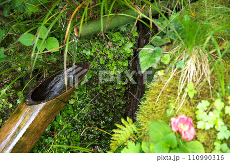 春の詩仙堂を訪れる 110990316