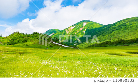 夏の火打山登山(天狗の庭:火打山とワタスゲの群落) 夏の火打山登山(天狗の庭:火打山とワタスゲの群落) 110990332