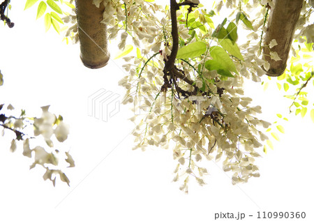 春の詩仙堂を訪れる 110990360