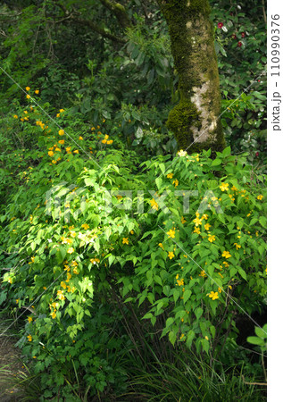 春の詩仙堂を訪れる 110990376