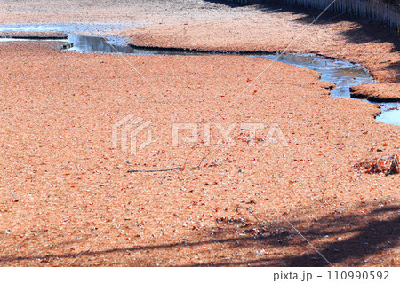 冬の水辺 掻い掘り 丸山公園の冬景色 上尾市 冬の水辺 掻い掘り 丸山公園の冬景色 上尾市 110990592