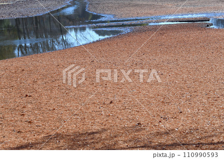 冬の水辺　掻い掘り　丸山公園の冬景色　上尾市　 110990593