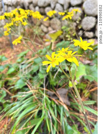 ツワブキの花 ツワブキの花 110990882