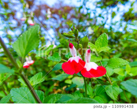 赤と白のかわいいチェリーセージ　ラブリーなホットリップスの花 110991438
